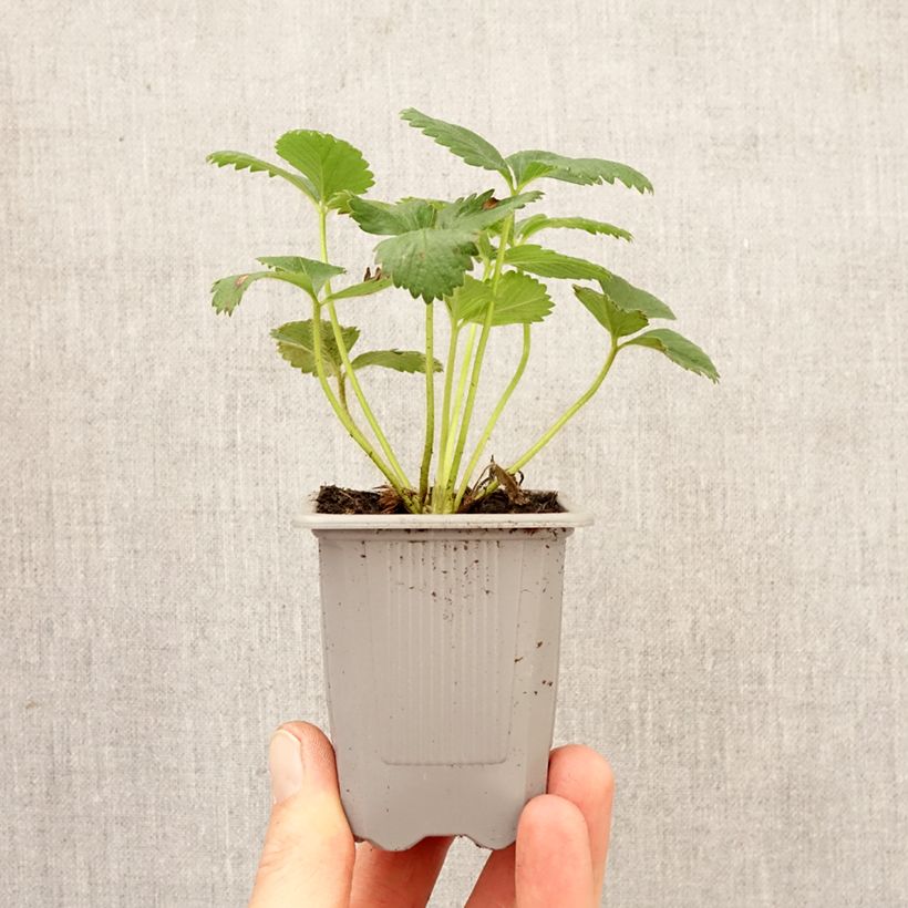 Esimerkki keväällä toimitetusta Puutarhamansikka Anaïs Paakku 4 cm x 4,5 cm-taimesta