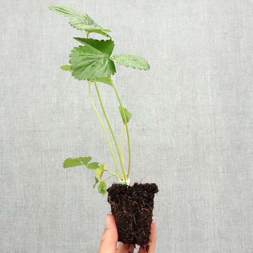 Esimerkki syksyllä toimitetusta Puutarhamansikka Annabelle Paakku 5 cm x 7 cm-taimesta