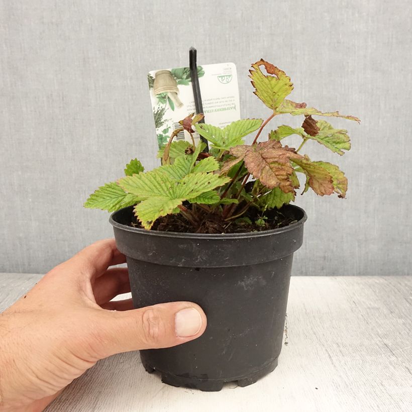 Esimerkki kesällä toimitetusta Fraisier Capron - Fragaria moschata Pot de 1,5L/2L-taimesta