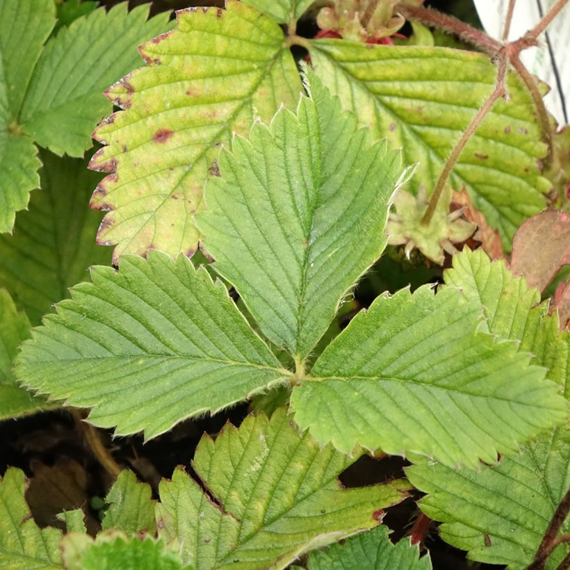 Ukkomansikka - Fragaria moschata (Lehvistö)