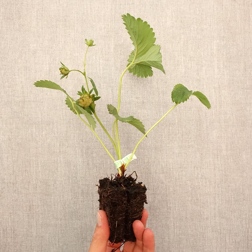 Esimerkki syksyllä toimitetusta Puutarhamansikka Charlotte luomu Paakku 5 cm x 7 cm-taimesta