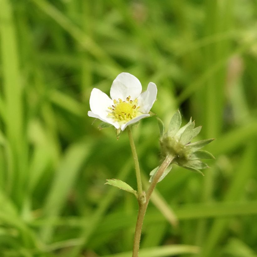 Puutarhamansikka Charlotte (Kukinta)