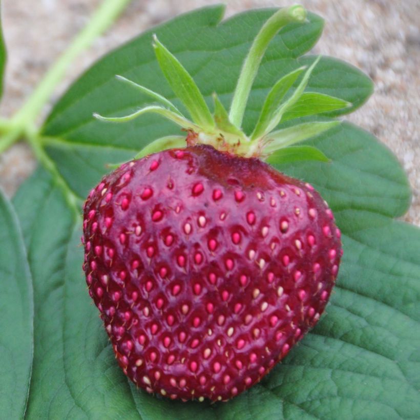 Puutarhamansikka Cherry Berry (Sadonkorjuu)