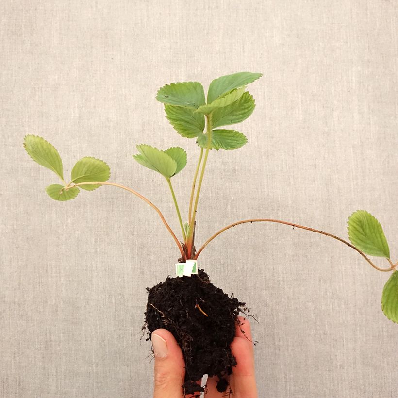 Esimerkki syksyllä toimitetusta Puutarhamansikka Ciflorette luomu Paakku 5 cm x 7 cm-taimesta