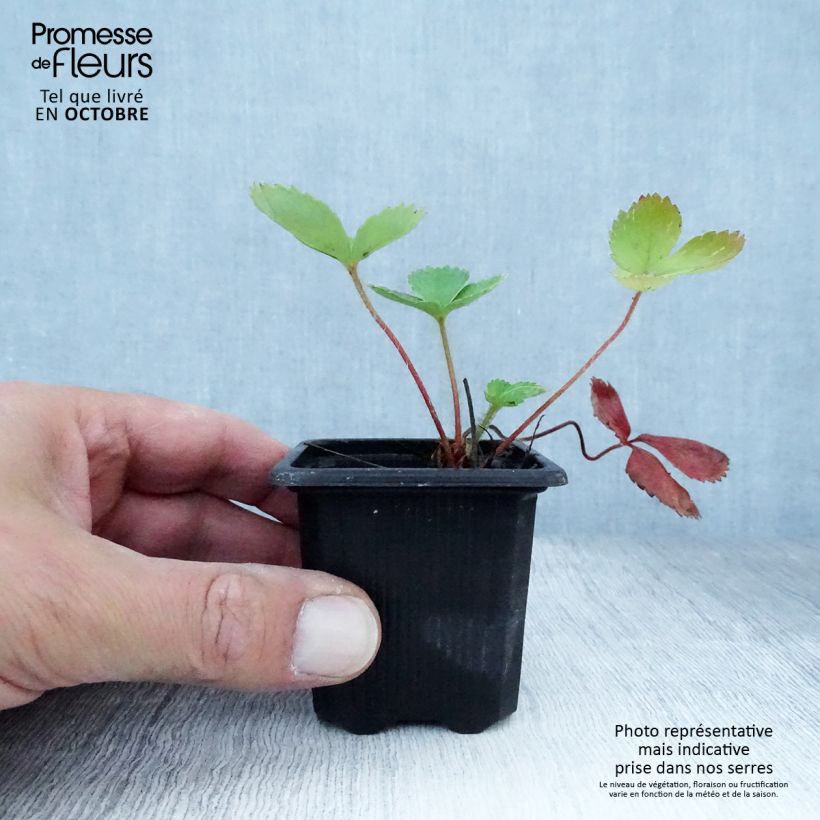Esimerkki syksyllä toimitetusta Puutarhamansikka Ciflorette 7/8 cm taimiruukku-taimesta