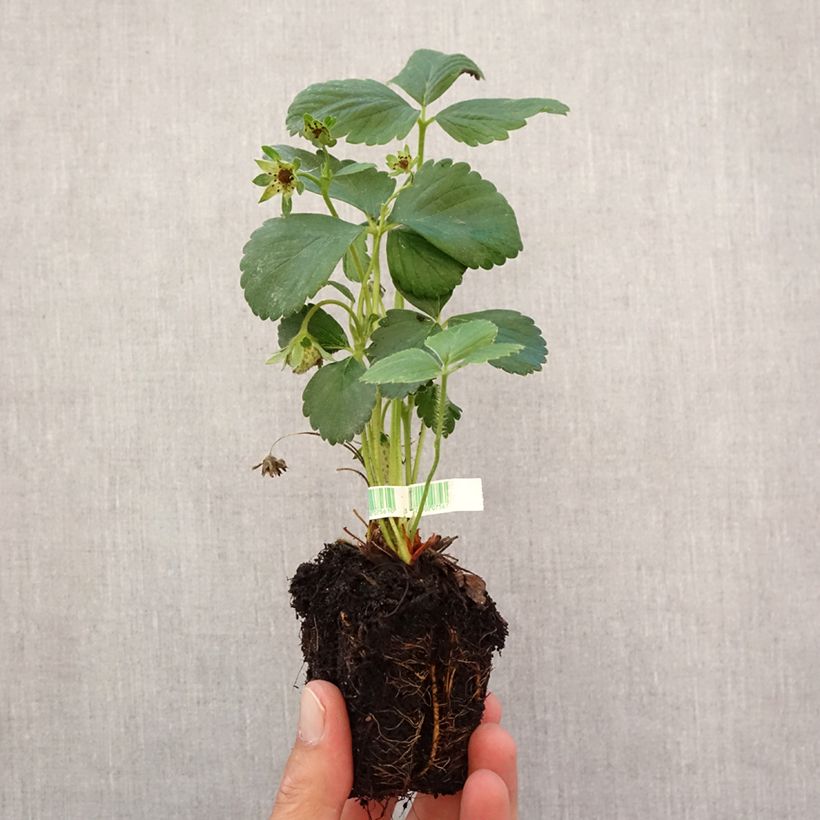 Esimerkki syksyllä toimitetusta Puutarhamansikka Cijosée luomu Paakku 5 cm x 7 cm-taimesta
