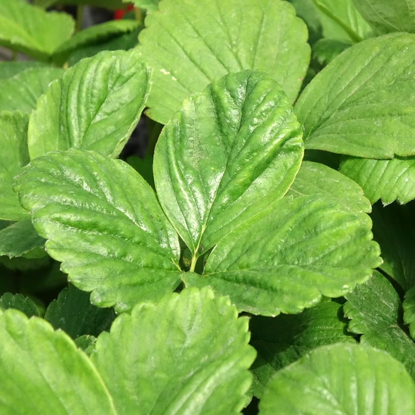 Puutarhamansikka Cijosée (Lehvistö)
