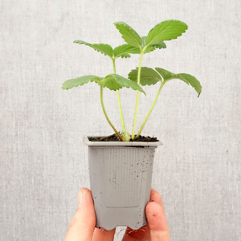 Esimerkki keväällä toimitetusta Puutarhamansikka Cijosée Paakku 4 cm x 4,5 cm-taimesta