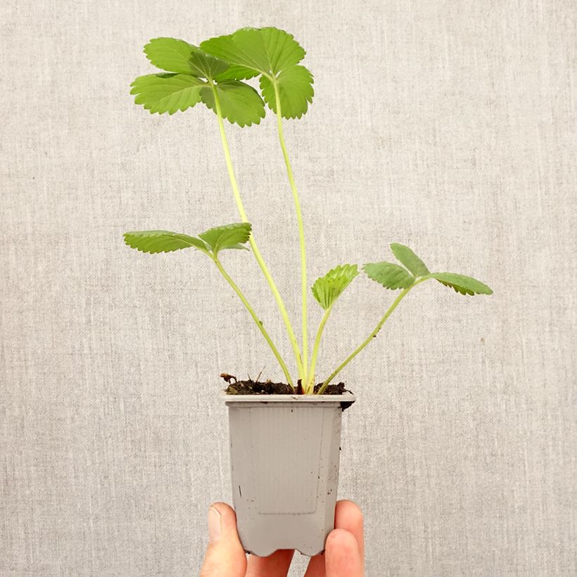 Esimerkki keväällä toimitetusta Puutarhamansikka Cirano Paakku 4 cm x 4,5 cm-taimesta