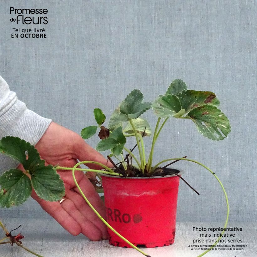 Esimerkki syksyllä toimitetusta Puutarhamansikka Framberry 12 cm / 13 cm ruukku-taimesta