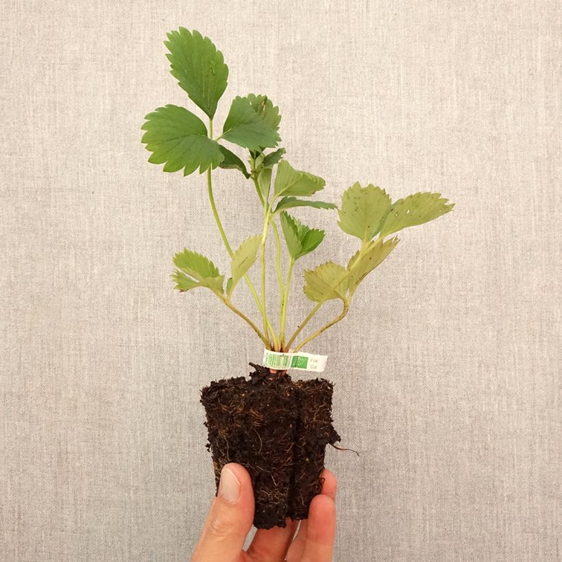 Esimerkki syksyllä toimitetusta Puutarhamansikka Gariguette luomu Paakku 5 cm x 7 cm-taimesta