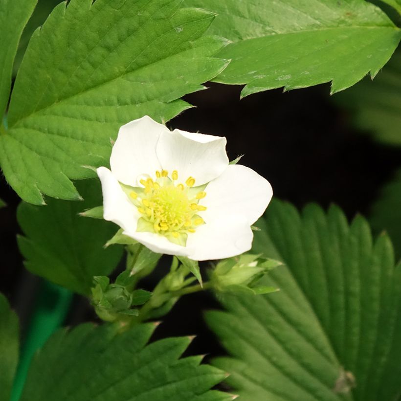 Puutarhamansikka Gariguette (Kukinta)
