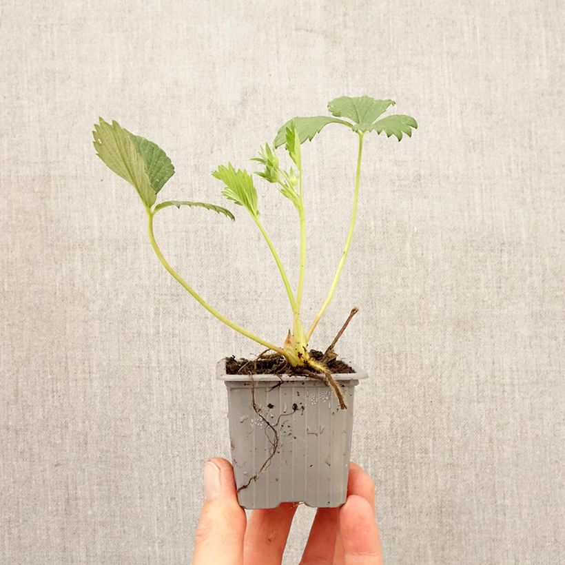 Esimerkki keväällä toimitetusta Puutarhamansikka Gariguette Paakku 4 cm x 4,5 cm-taimesta
