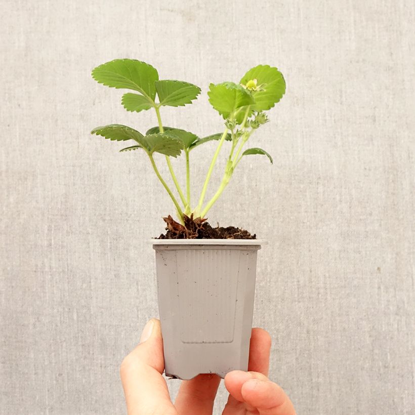 Esimerkki keväällä toimitetusta Puutarhamansikka Gento Paakku 4 cm x 4,5 cm-taimesta
