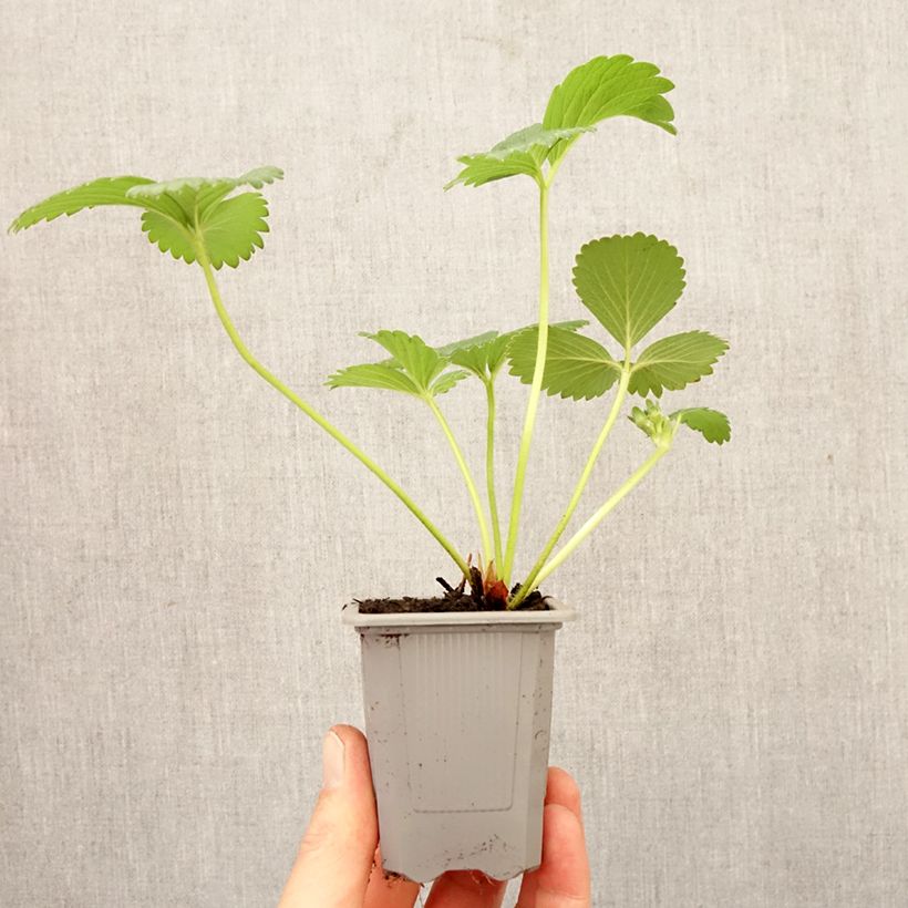Esimerkki keväällä toimitetusta Puutarhamansikka Gorella Paakku 4 cm x 4,5 cm-taimesta