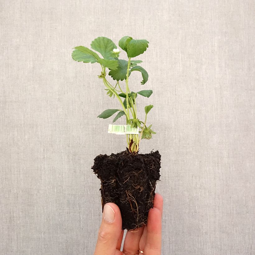 Esimerkki syksyllä toimitetusta Puutarhamansikka Mara des Bois luomu Paakku 5 cm x 7 cm-taimesta
