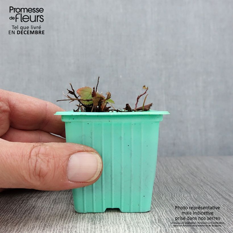 Esimerkki syksyllä toimitetusta Kuukausimansikka Mara des Bois 7/8 cm taimiruukku-taimesta