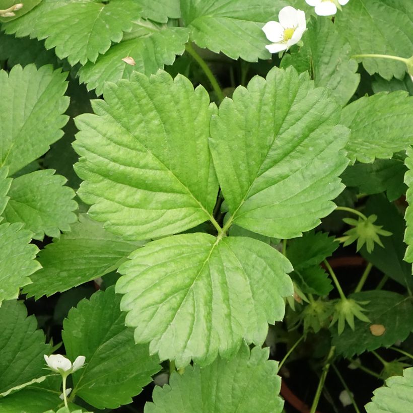 Kuukausimansikka Mara des Bois (Lehvistö)