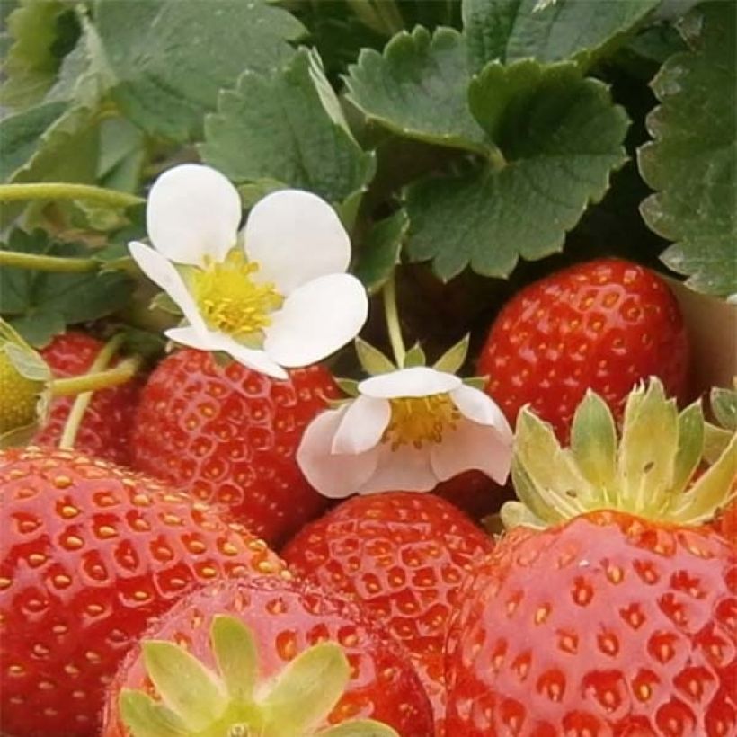Puutarhamansikka Mariguette luomu (Kukinta)