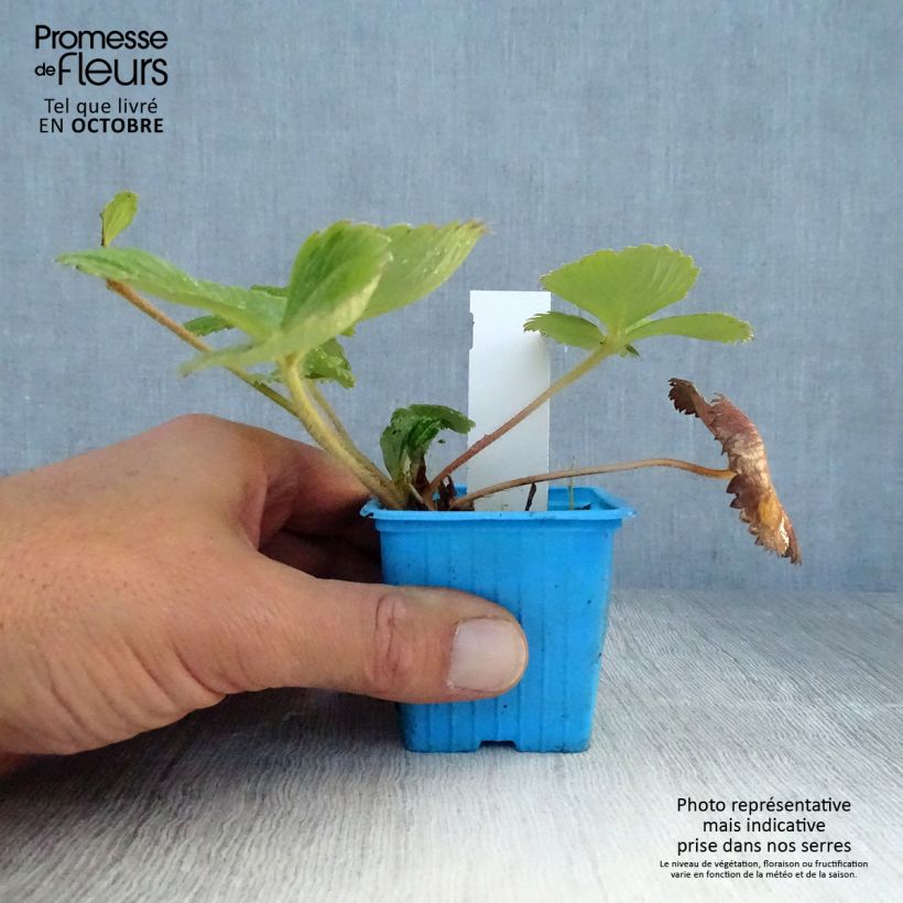 Esimerkki syksyllä toimitetusta Puutarhamansikka Mariguette taimena 7/8 cm taimiruukku-taimesta