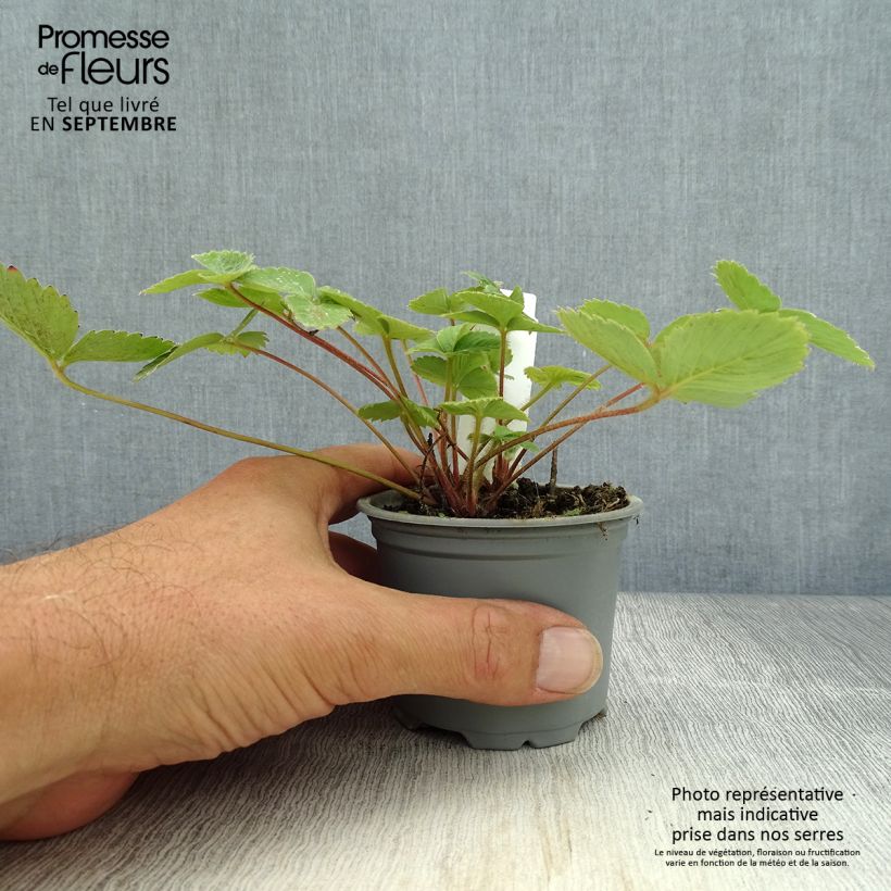 Esimerkki syksyllä toimitetusta Puutarhamansikka Ostara 7/8 cm taimiruukku-taimesta