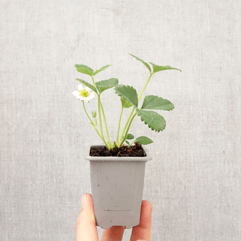 Esimerkki keväällä toimitetusta Puutarhamansikka Ostara Paakku 4 cm x 4,5 cm-taimesta