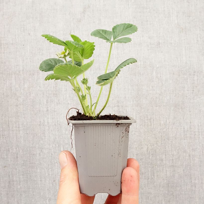 Esimerkki keväällä toimitetusta Puutarhamansikka Rabunda Paakku 4 cm x 4,5 cm-taimesta