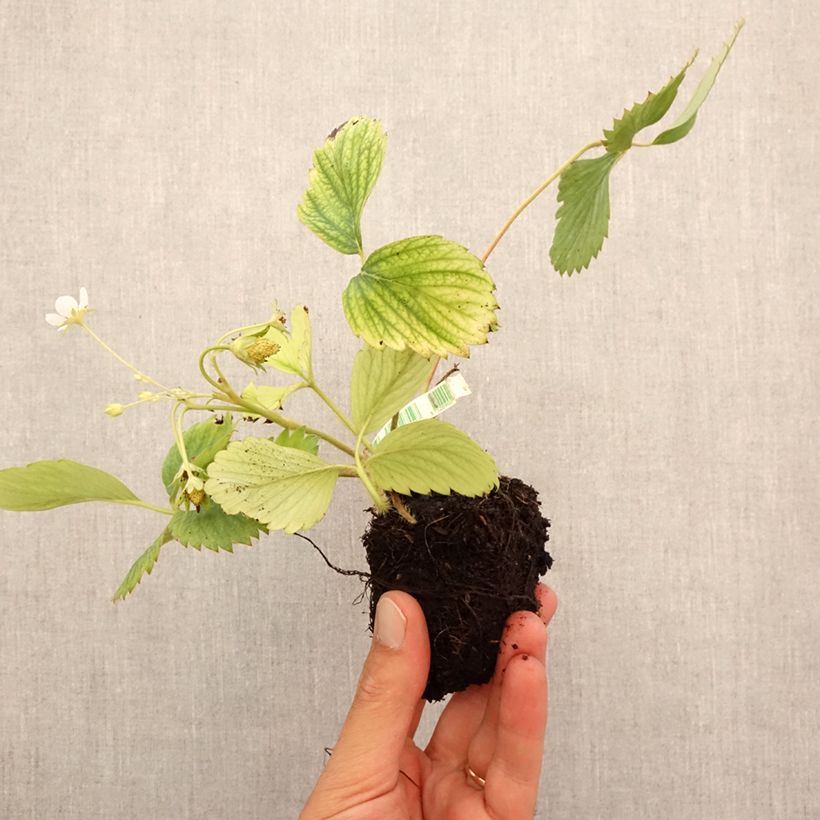 Esimerkki syksyllä toimitetusta Kuukausimansikka Reine des Vallées luomu Paakku 5 cm x 7 cm-taimesta