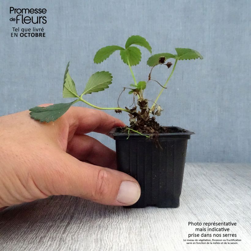 Esimerkki syksyllä toimitetusta Puutarhamansikka Maestro 7/8 cm taimiruukku-taimesta