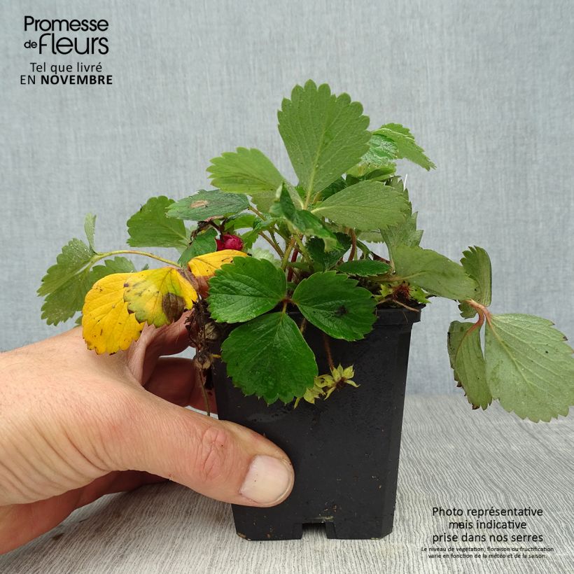 Esimerkki syksyllä toimitetusta Fragaria Pink Panda 8/9 cm taimiruukku-taimesta
