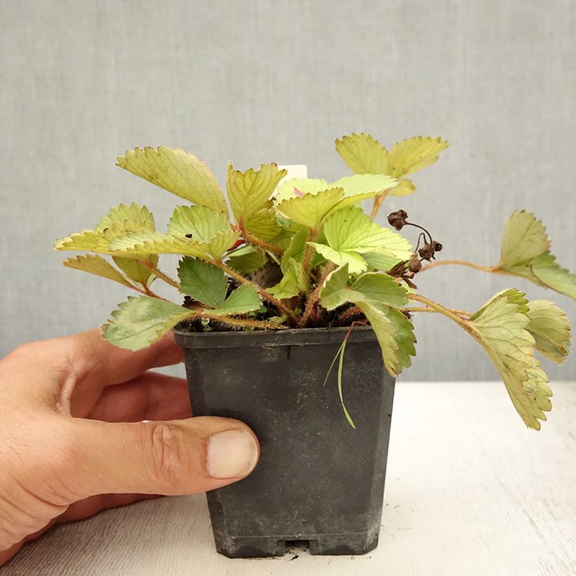 Esimerkki kesällä toimitetusta Fragaria Pink Panda Godet de 8/9 cm-taimesta