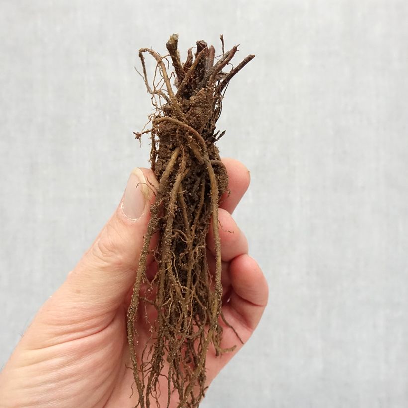 Esimerkki talvella toimitetusta Puutarhamansikka Rubis des Jardins Paljaat juuret-taimesta