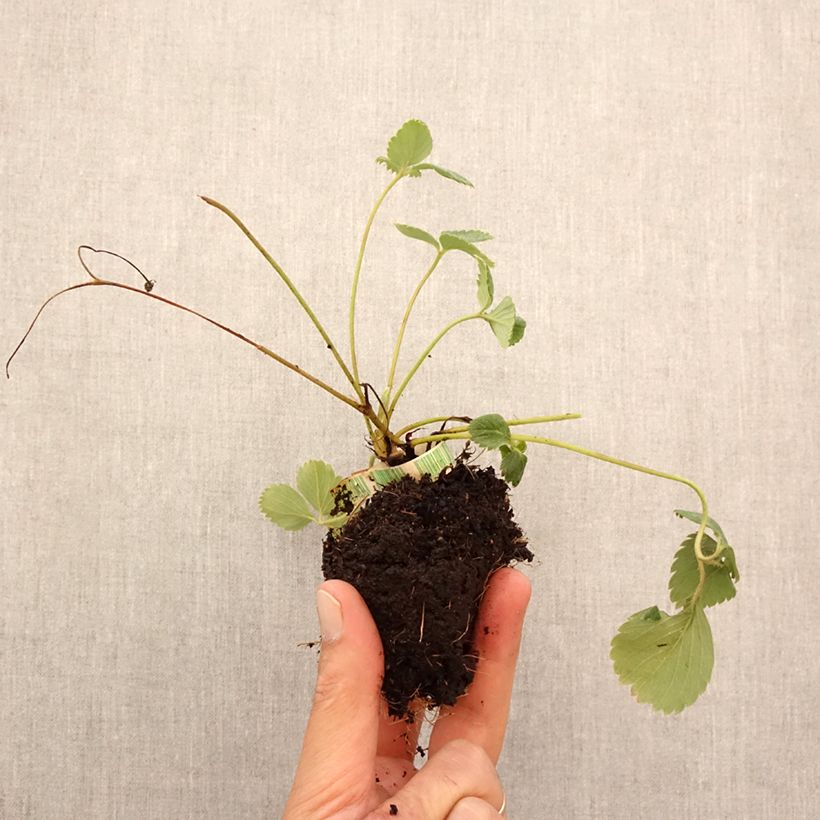 Esimerkki syksyllä toimitetusta Puutarhamansikka Senga Sengana Paakku 5 cm x 7 cm-taimesta