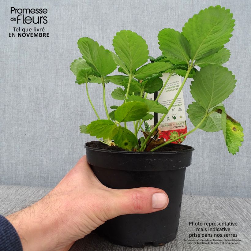Esimerkki syksyllä toimitetusta Kuukausimansikka Temptation - Fragaria vesca 1,5 litran / 2 litran kannu-taimesta
