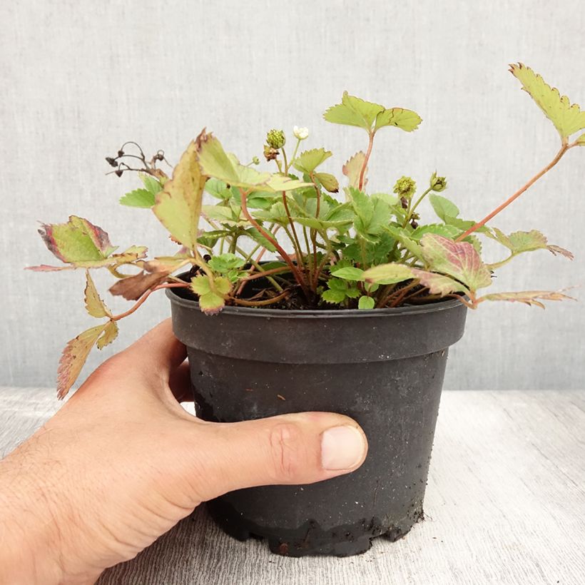 Esimerkki kesällä toimitetusta Kuukausimansikka Temptation - Fragaria vesca 1,5 litran / 2 litran kannu-taimesta