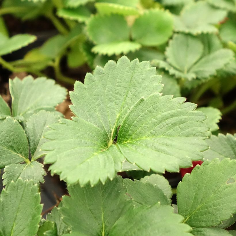 Kuukausimansikka Temptation - Fragaria vesca (Lehvistö)