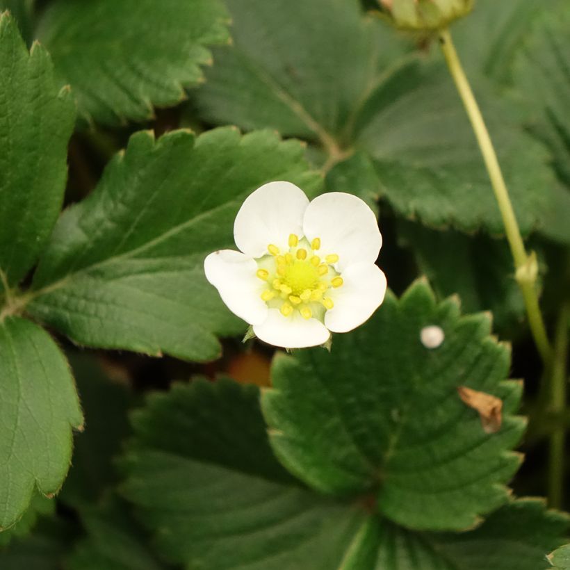 Kuukausimansikka Temptation - Fragaria vesca (Kukinta)