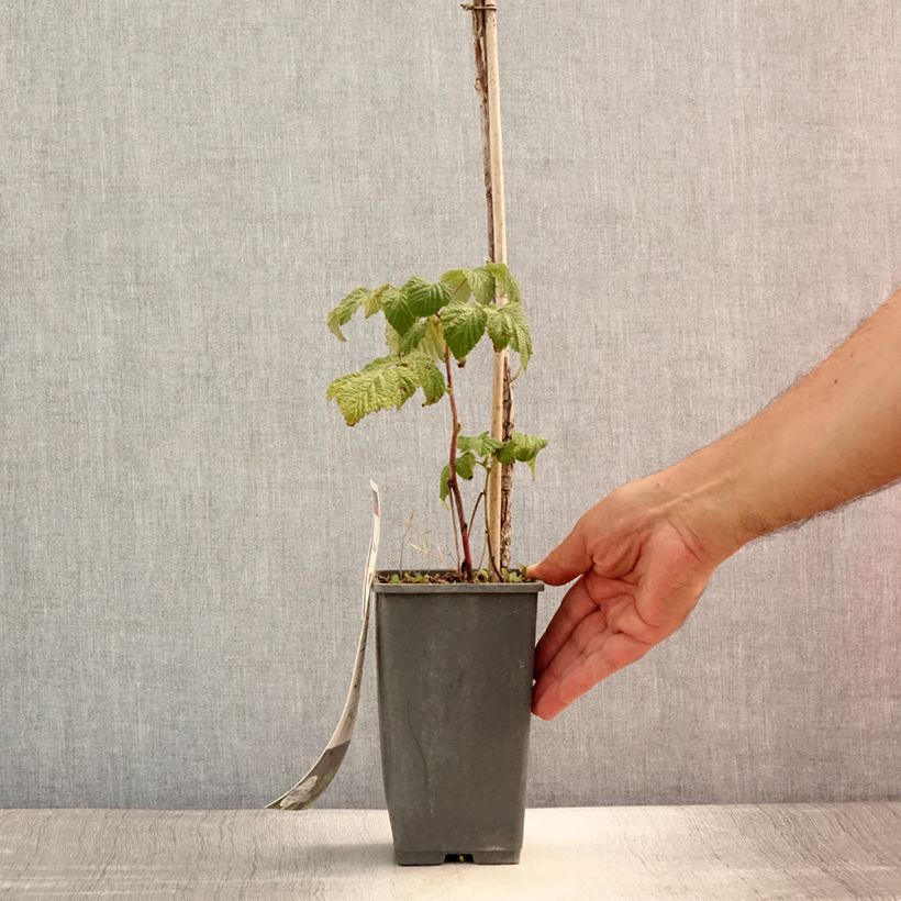 Esimerkki kesällä toimitetusta Framboisier remontant Blissy ou Autumn Bliss - Rubus ideaus Pot de 1,5L/2L, Touffe-taimesta