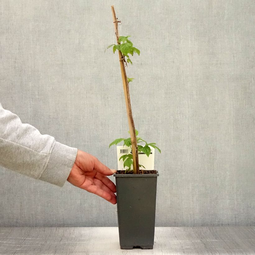 Esimerkki kesällä toimitetusta Framboisier nain Lowberry Goodasgold - Rubus idaeus Pot de 1,5L/2L, Touffe-taimesta