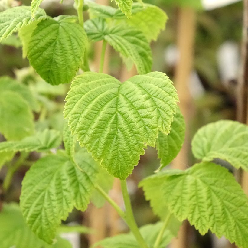 Vadelma Lowberry Goodasgold (Lehvistö)