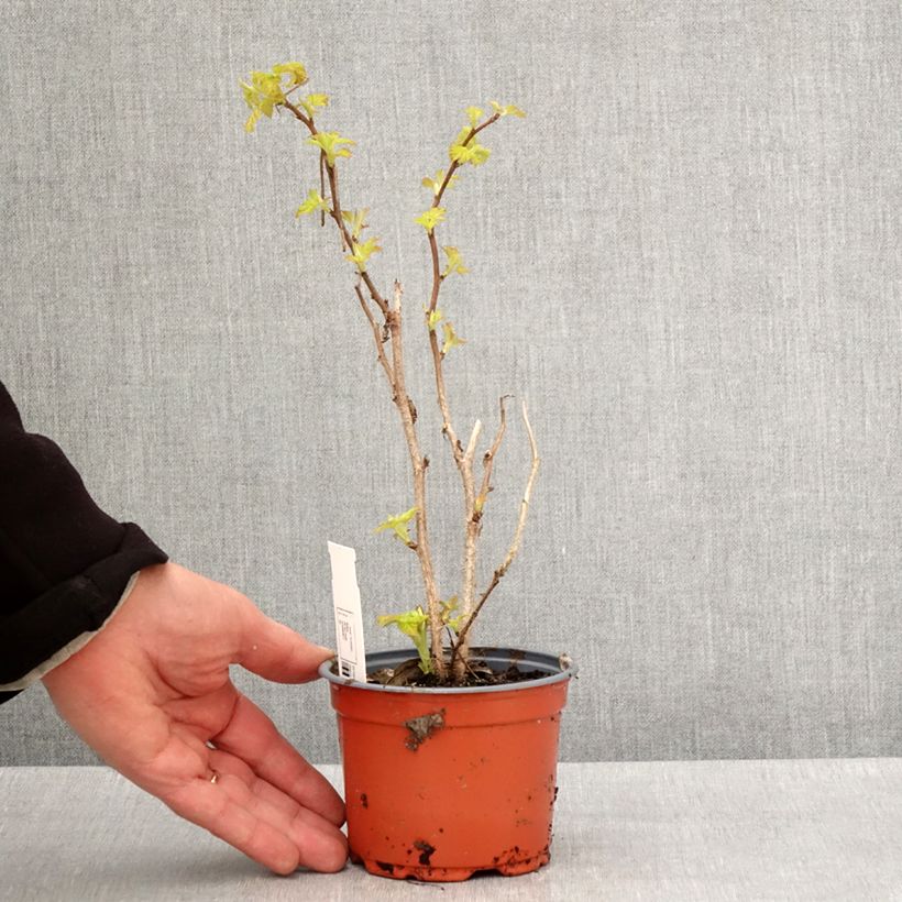 Esimerkki keväällä toimitetusta Framboisier Groovy - Rubus idaeus Pot de 12 cm / 13 cm, Touffe, 25/30-taimesta