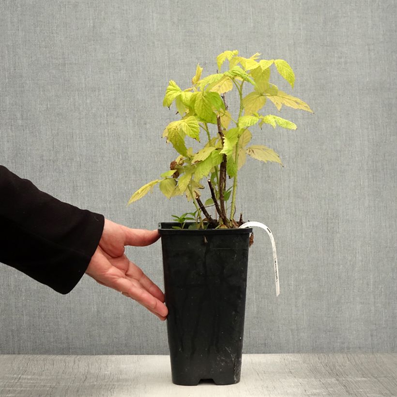 Esimerkki kesällä toimitetusta Framboisier Groovy - Rubus idaeus Pot de 2L/3L, Touffe-taimesta