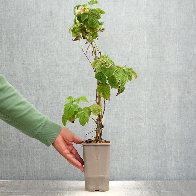 Esimerkki kesällä toimitetusta Framboisier nain Lowberry Little Orangelina - Rubus idaeus Pot de 1,5L/2L-taimesta