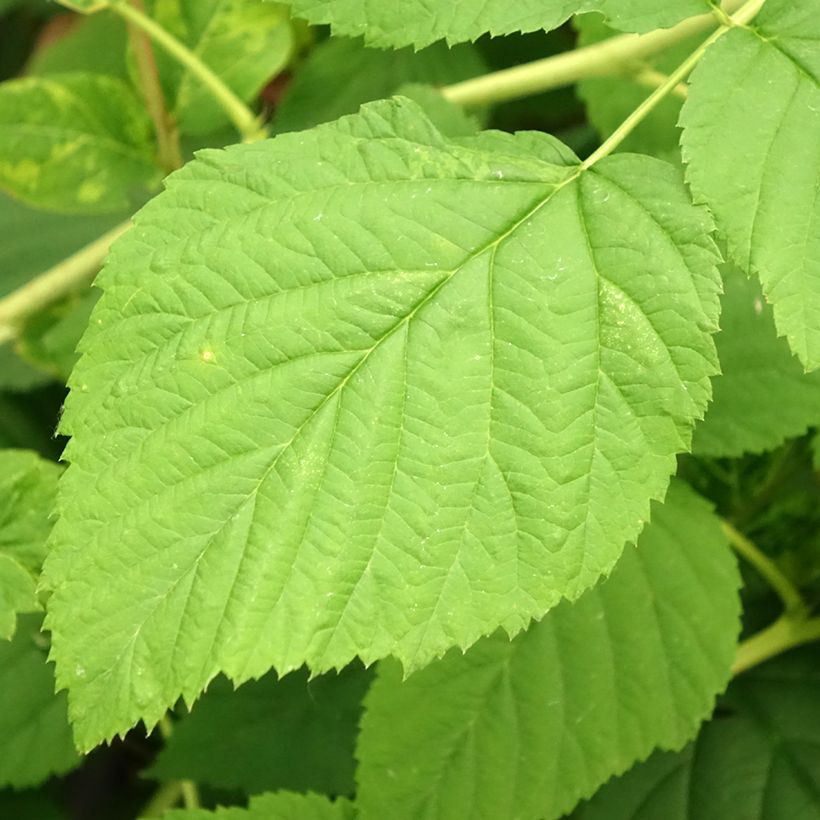 Framboisier Meeker (Foliage)