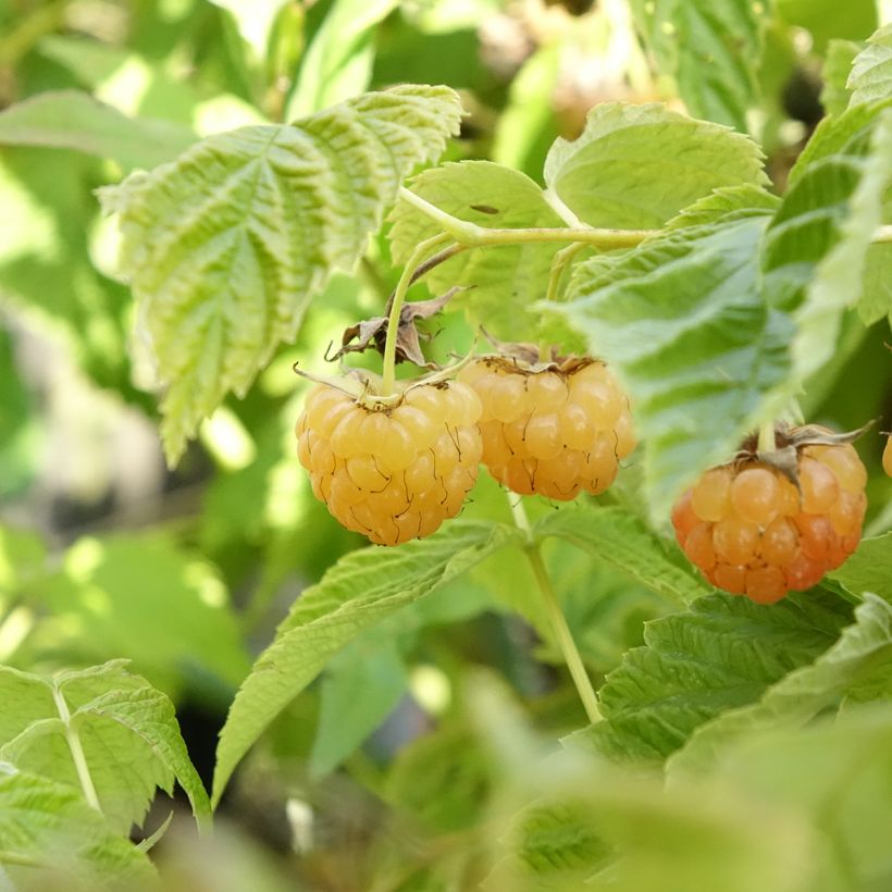 Vadelma Lowberry Little Orangelina (Sadonkorjuu)