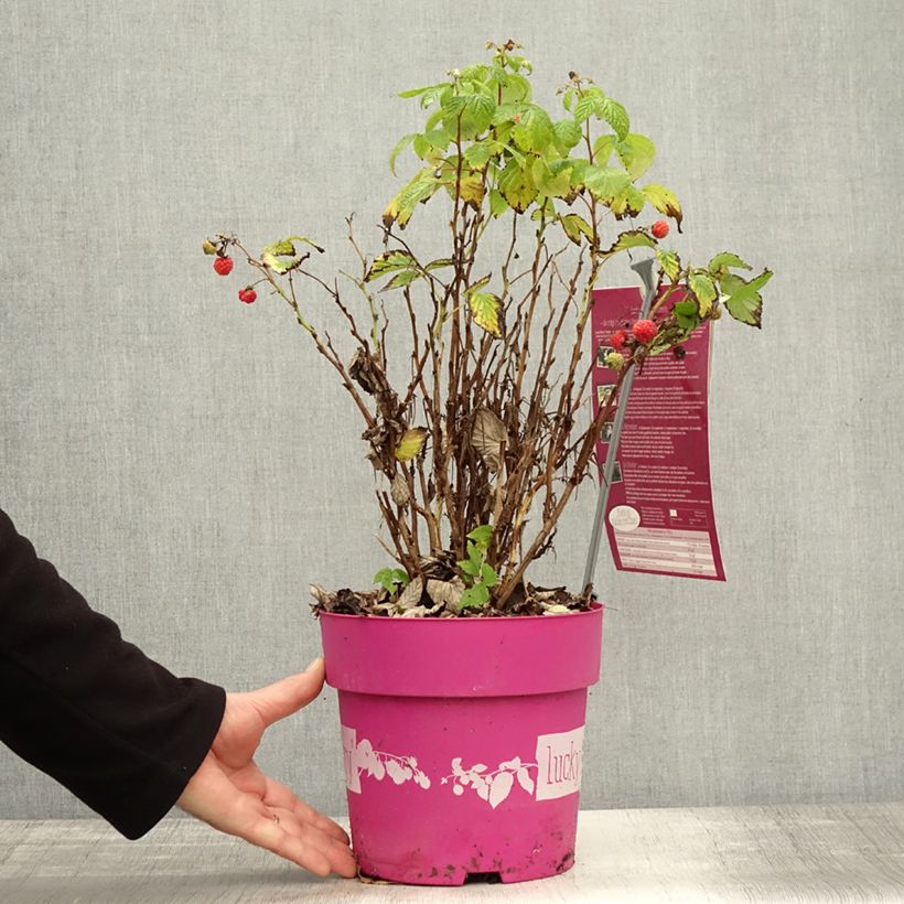 Esimerkki syksyllä toimitetusta Framboisier nain remontant Lucky Berry - Rubus idaeus Pot de 4L/5L, Touffe-taimesta