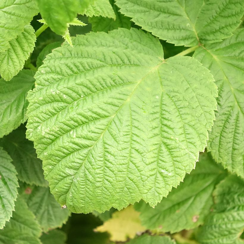 Vadelma Primeberry Autumn Sun (Lehvistö)