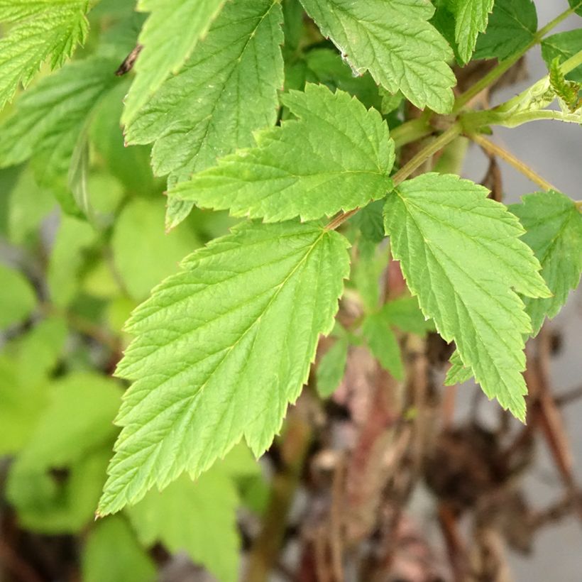 Vadelma Primeberry Autumn Wildy (Lehvistö)