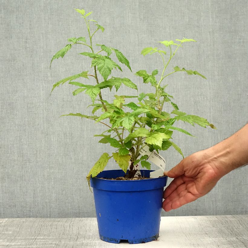 Esimerkki kesällä toimitetusta Framboisier remontant Frambélise - Rubus idaeus Pot de 2L/3L, Touffe-taimesta