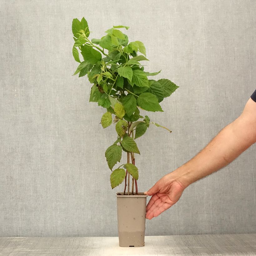 Esimerkki kesällä toimitetusta Framboisier Primeberry Autumn Chef - Rubus idaeus  Pot de 1,5L/2L, Touffe-taimesta